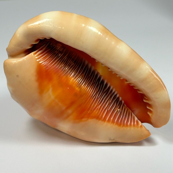 Vintage Hand Carved Cameo Victorian Left Facing Natural Large Conch Shell - Picture 3 of 10